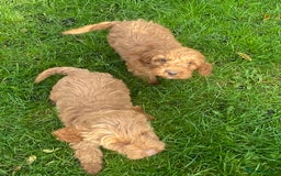 Cockapoo dogs for sale: Red Cockapoo puppies for sale - Image 13