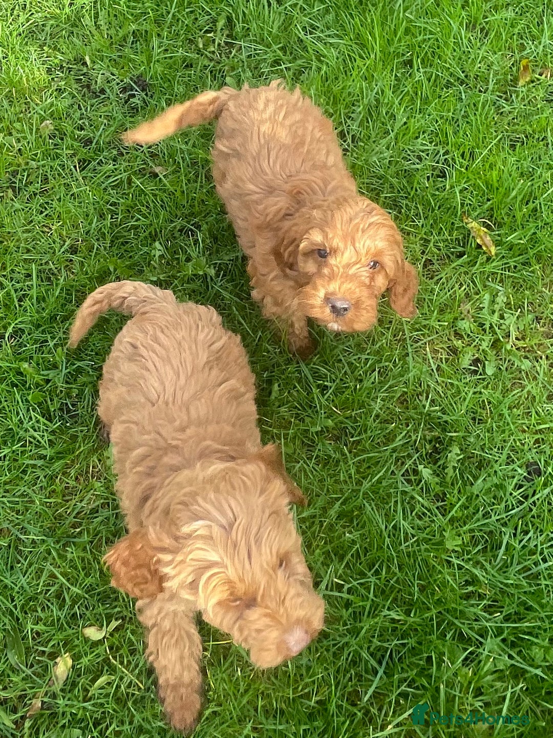 Cockapoo dogs for sale: Red Cockapoo puppies for sale - Image 13