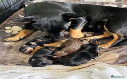 Lancashire Heeler dogs for sale: Lancashire Heeler Puppy for sale - Image 6