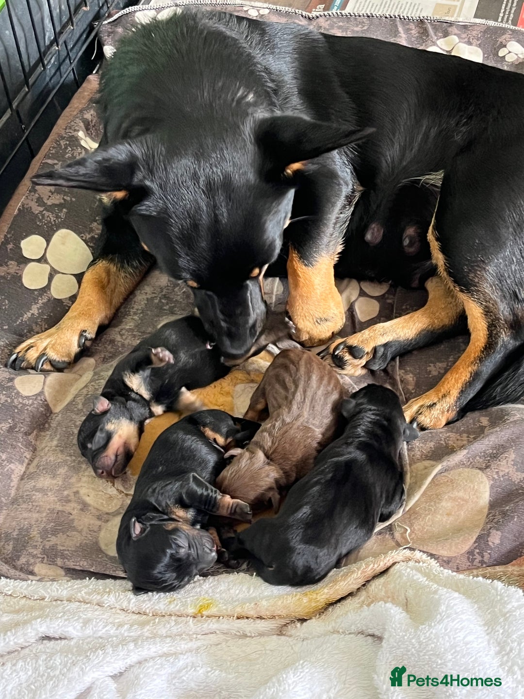 Lancashire Heeler dogs for sale: Lancashire Heeler Puppy for sale - Image 6