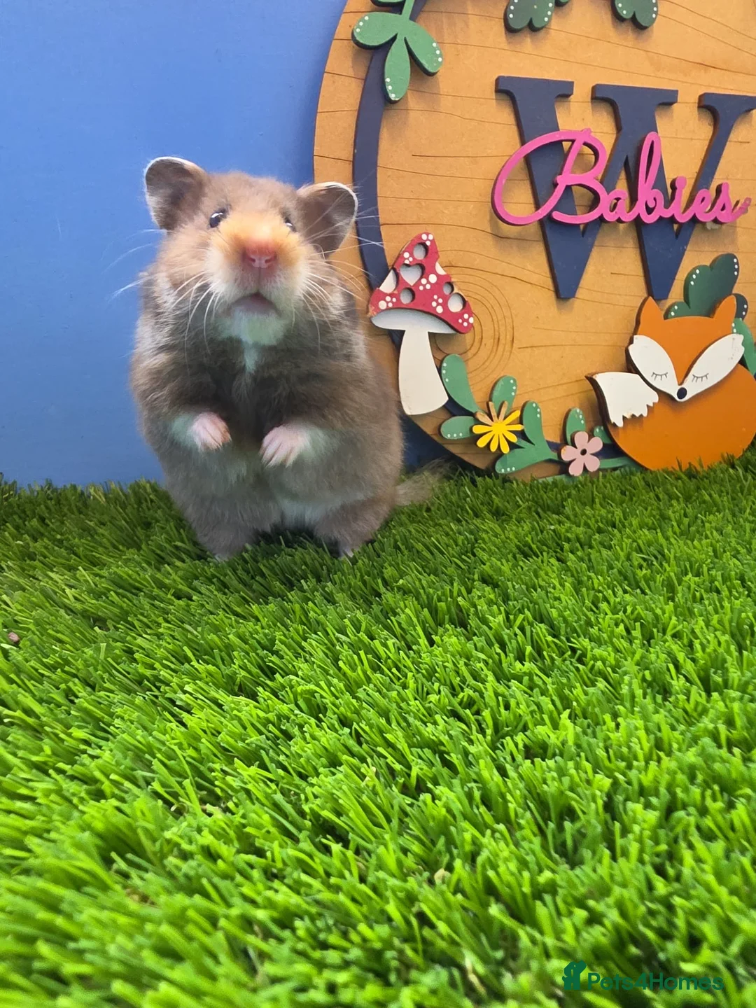 Hamster rodents for sale: Syrian Hamster Baby Girl Long Haired Pedigree - Advert 2