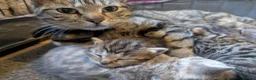 Mixed Breed cats for sale: Beautiful Kittens Ready for their new homes  - Advert 7
