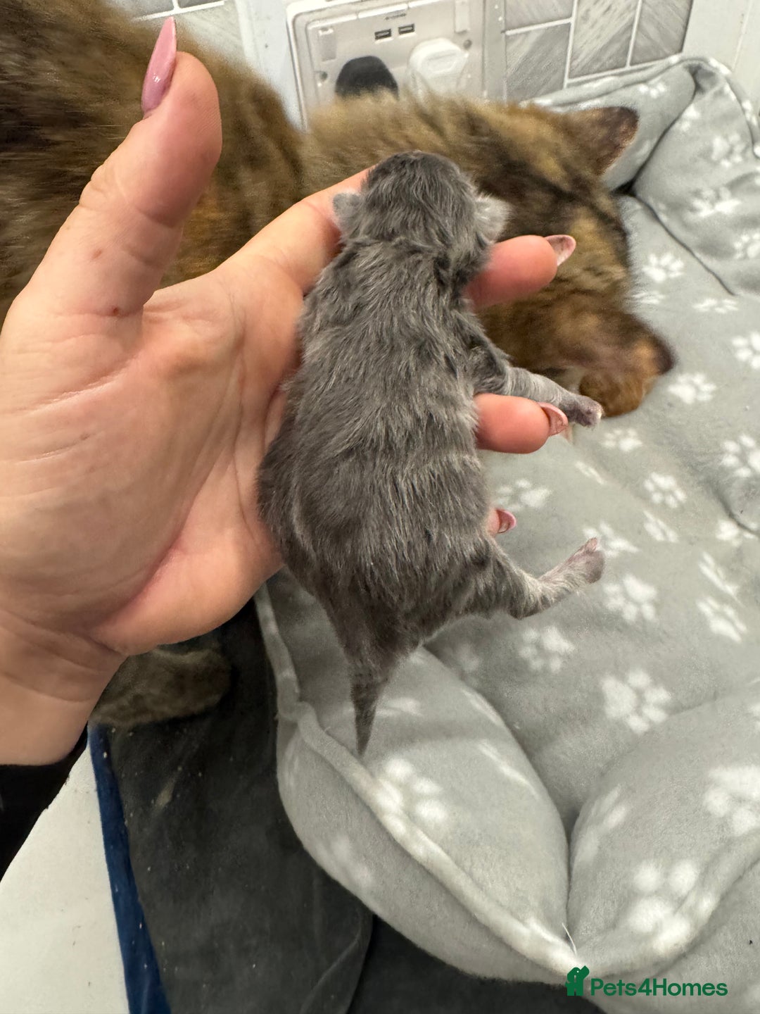 Ragcoon cats for sale: Maine coon x Ragdoll/Bengal kitten available  - Advert 7