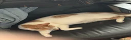 Domestic Shorthair cats for sale: Kittens  - Advert 1