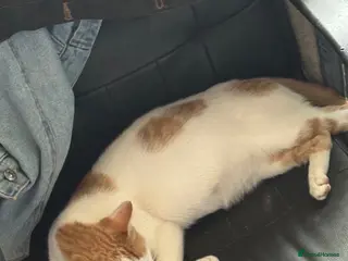 Domestic Shorthair cats Kittens - Advert 2