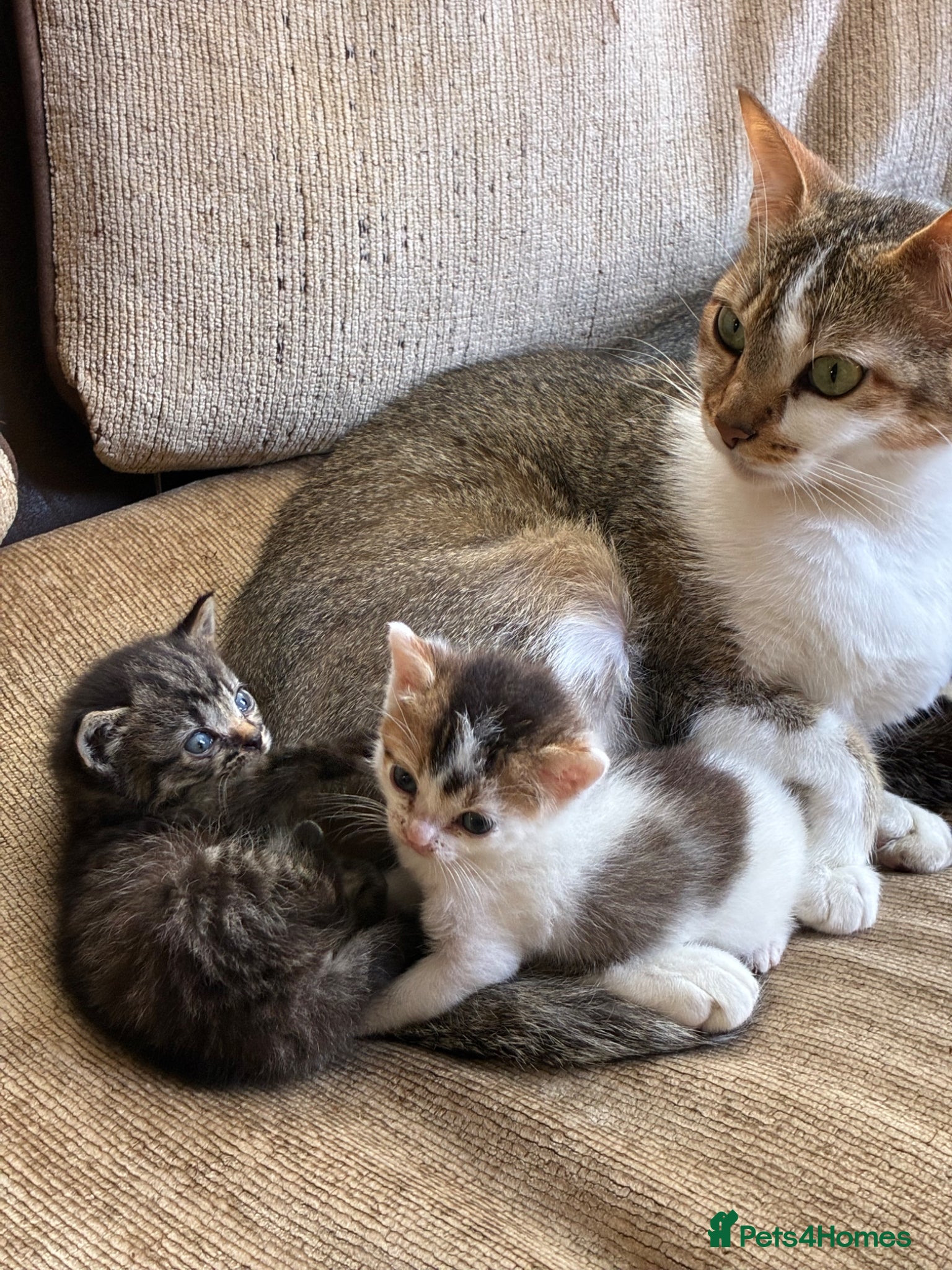 Mixed Breed cats Kittens ready to go now - Advert 4