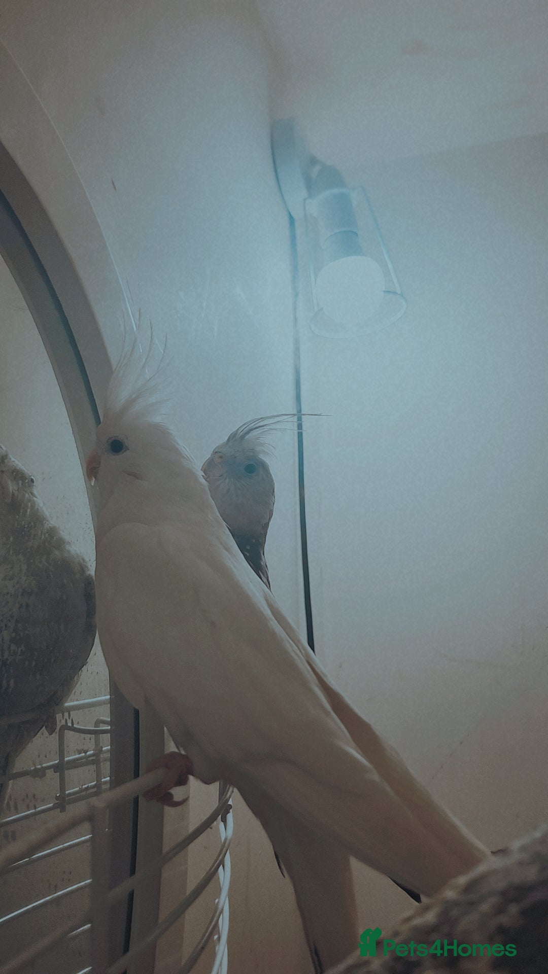 Cockatiels birds for sale: Cockatiels  - Advert 4