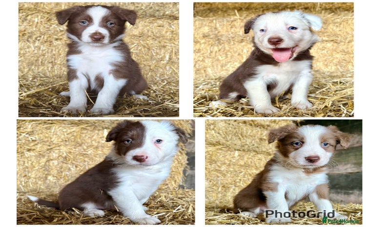 Border Collie dogs - Advert 5