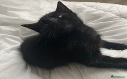 Mixed Breed cats for sale: 6 adorable kittens for sale!  - Image 8