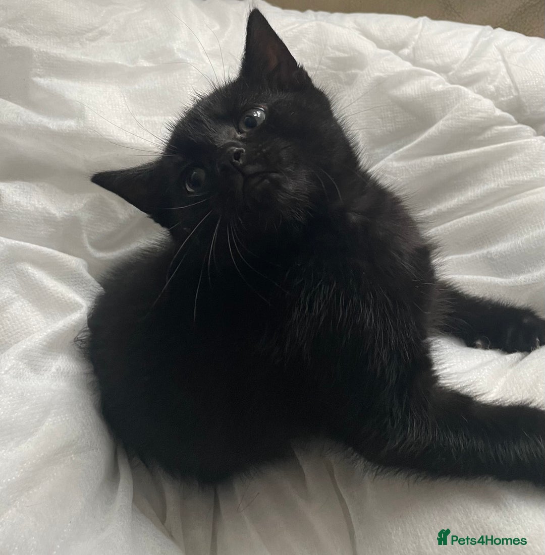 Mixed Breed cats for sale: 6 adorable kittens for sale!  - Image 8
