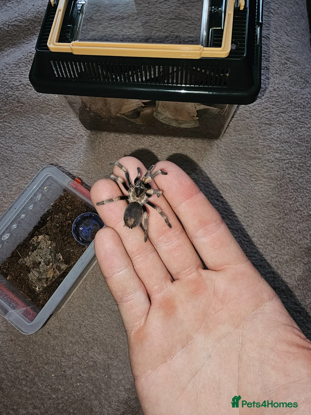 Tarantulas invertebrates for sale: Mexican red knee tarantula in Gillingham - Advert 5