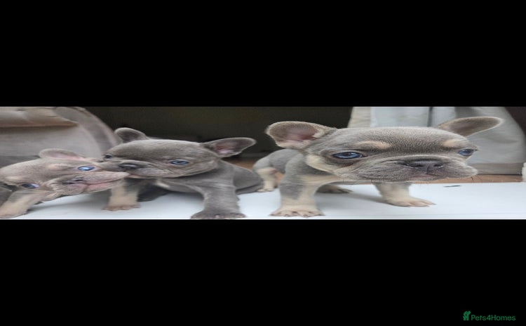 French Bulldog dogs for sale - Advert 1