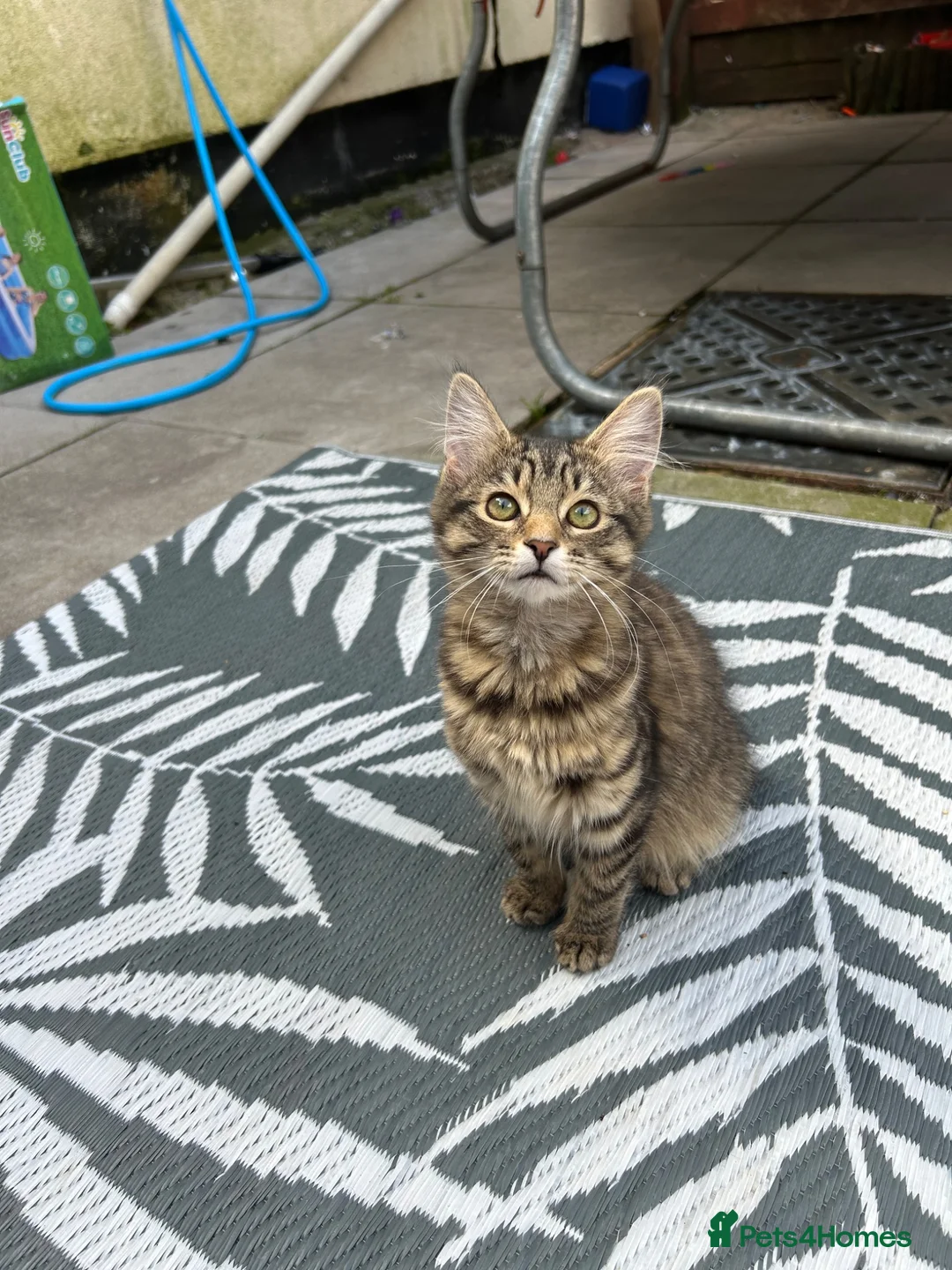 Mixed Breed cats for sale: European beautiful little girl - Advert 1