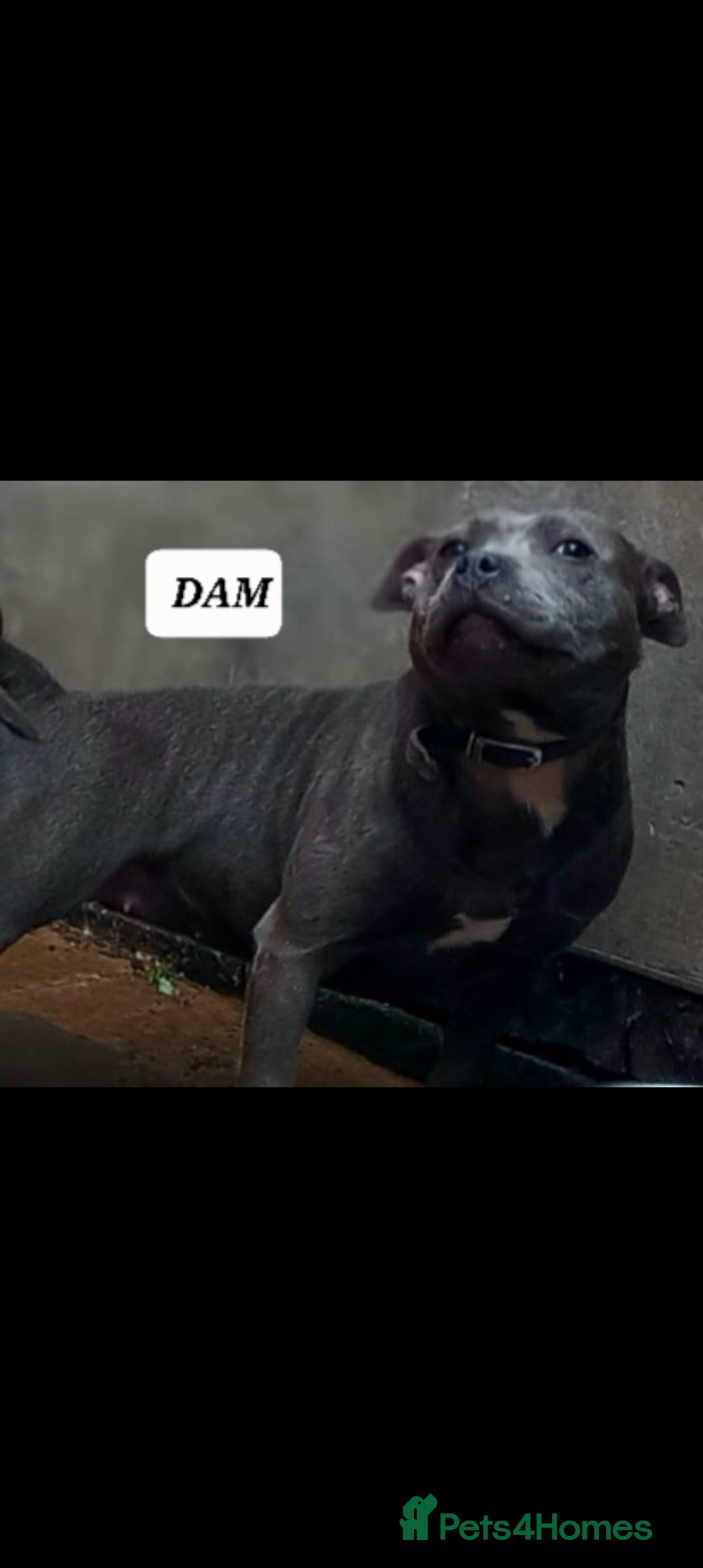 Staffordshire Bull Terrier dogs for sale: ‼️READY NOW Blue Staffy puppies 8 week old‼️ in Birmingham - Image 11