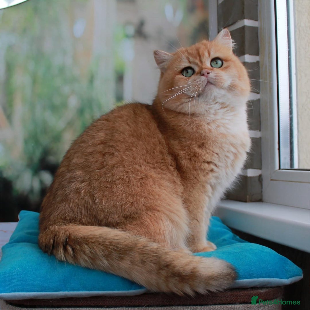 British Shorthair cats for sale: 🔥Champion Line Golden British Shorthair Kittens🔥 - Image 14