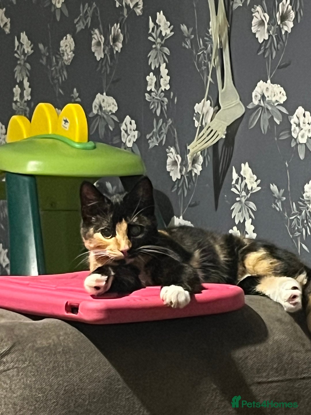 Mixed Breed cats for sale: Black tuxedo cat and female calico  - Advert 6