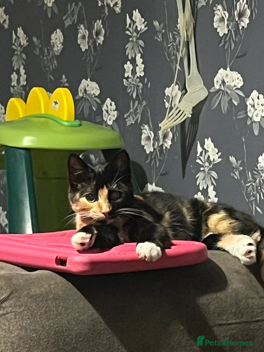 Mixed Breed cats for sale: Black tuxedo cat and female calico  - Advert 6