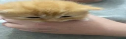 British Longhair cats for sale: Kittens in Wednesbury - Advert 16