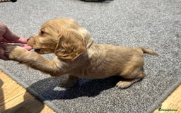 Cocker Spaniel dogs for sale: Beautiful show type puppies  - Image 19