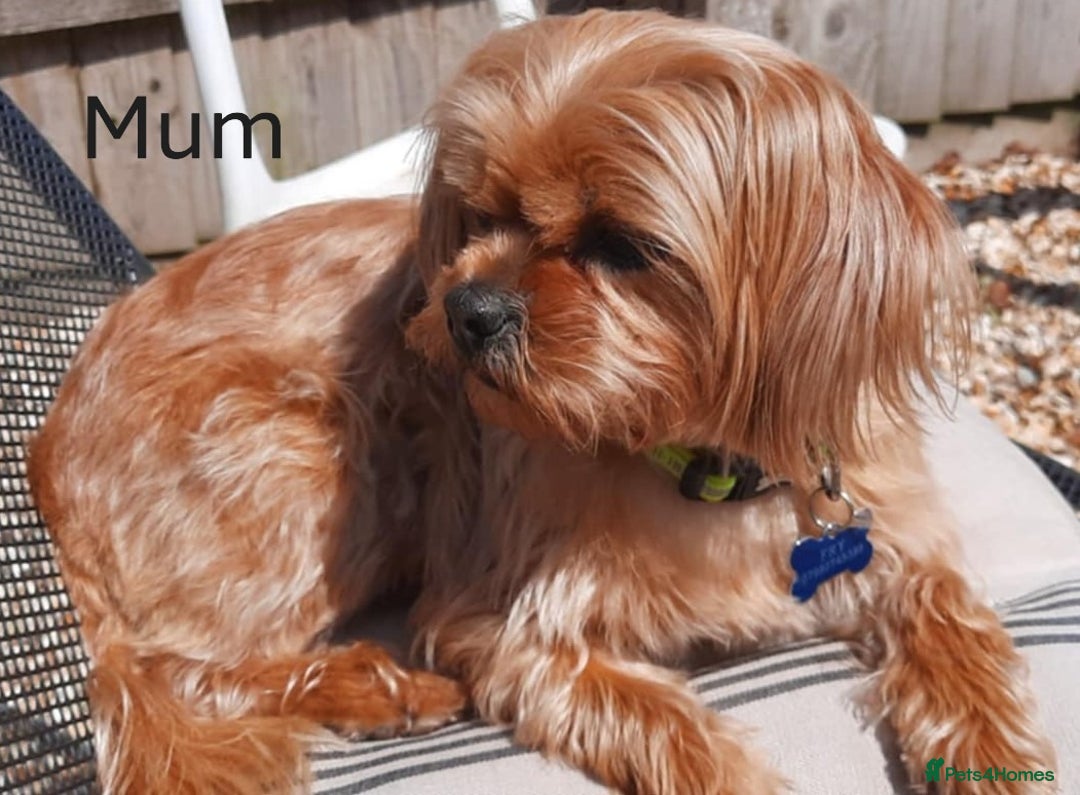 Shorkie dogs for sale: Beautiful Shorkie puppies for sale - Image 9