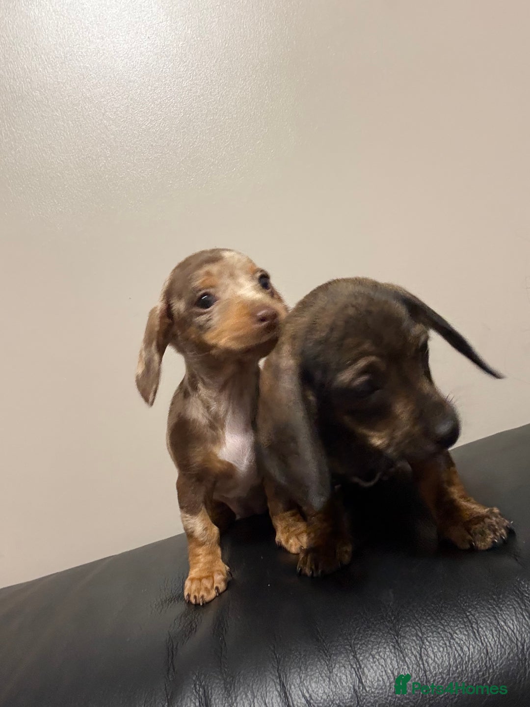 Dachshund dogs for sale: Puppy dachshunds  - Image 9