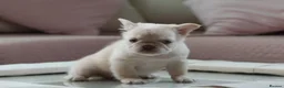French Bulldog dogs for sale: Fluffy Frenchies looking for forever homes - Advert 5