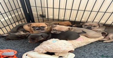 Mixed Breed dogs - Advert 14