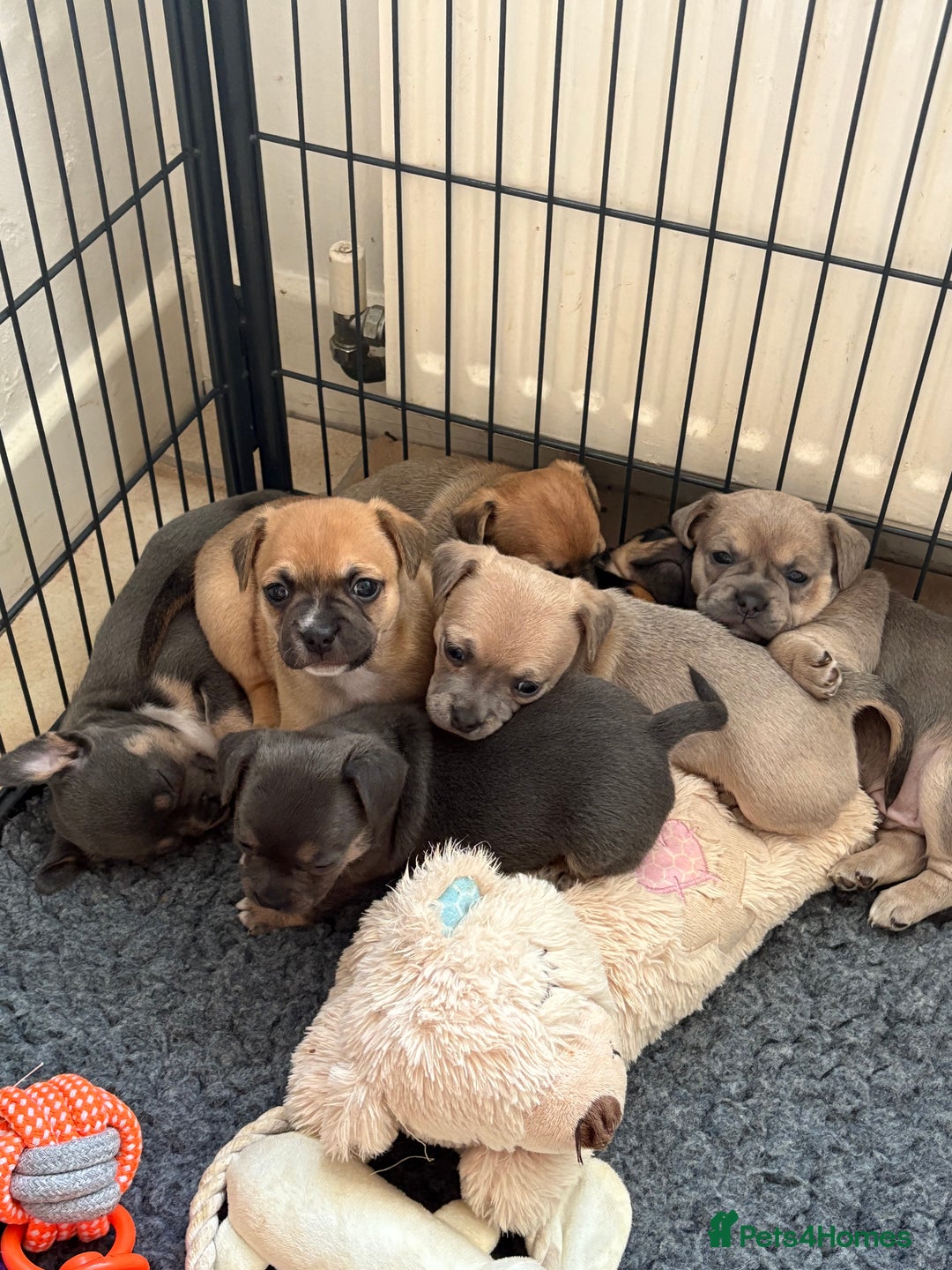 Mixed Breed dogs for sale: French bullhuahua - Image 13