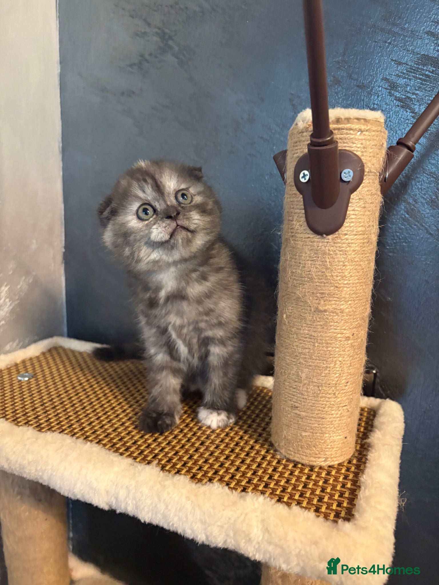 Scottish Fold cats Adorable 5 Scottish Fold Kittens - Advert 18
