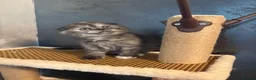 Scottish Fold cats for sale: 🐾Last Boy looking for his new lovely home - Advert 36