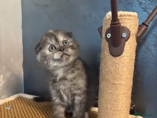 Scottish Fold cats Adorable 5 Scottish Fold Kittens - Advert 1