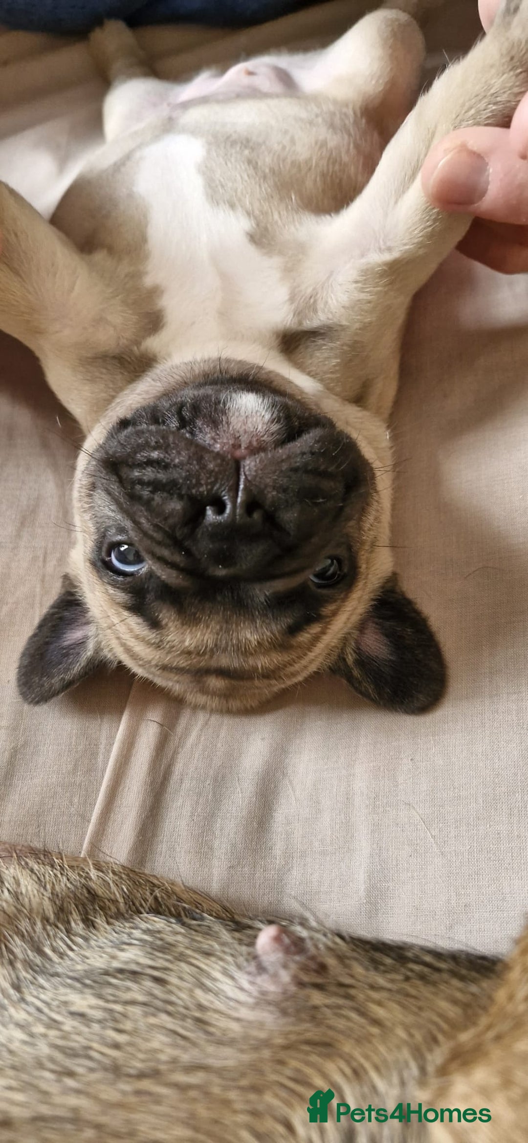 French Bulldog dogs for sale: French Bulldogs - Image 10