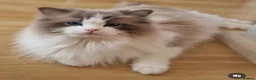 Ragdoll cats for sale: 💖 Retired female looking for her forever home 🏡  - Advert 6