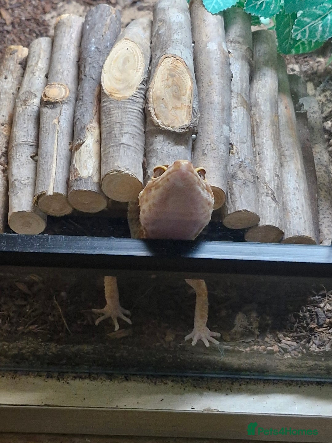 Leopard Gecko reptiles for sale: Female leopard gecko and double set up - Image 10