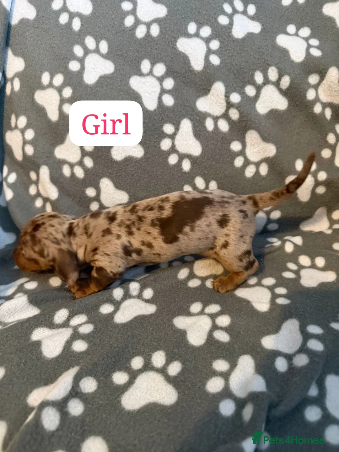 Miniature Dachshund dogs for sale: Miniature dachshund  - Advert 20