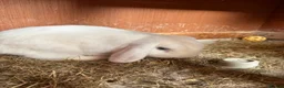 Mini Lop rabbits for sale: mini lops - Advert 4