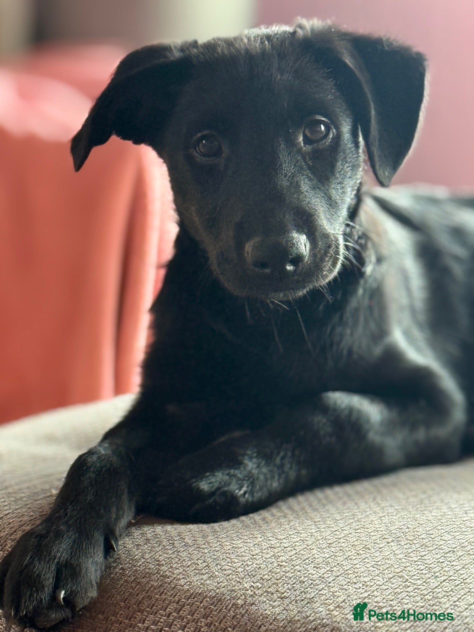 Borador dogs Borador male puppy for sale (lab x collie) - Advert 3