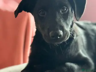 Borador dogs Borador male puppy for sale (lab x collie) - Advert 3