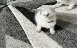 Ragdoll cats for sale: Stunning bluepoint Ragdoll kittens - Image 15