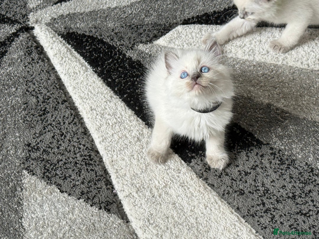 Ragdoll cats for sale: Stunning bluepoint Ragdoll kittens - Image 15