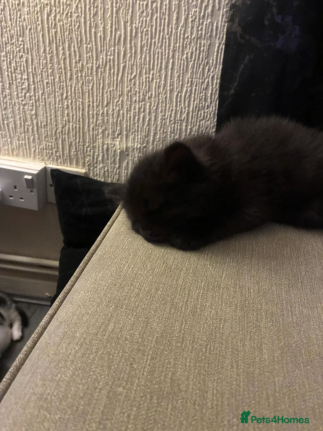 Turkish Angora cats for sale: Turkish angora male  - Advert 16