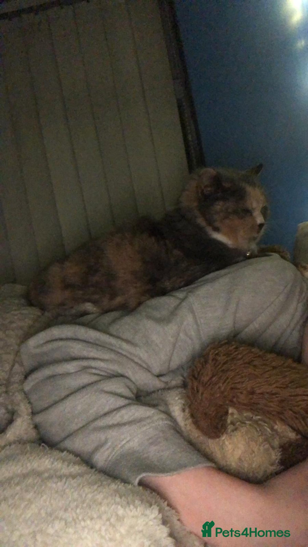 British Shorthair cats for sale: 13 year old lady looking for her forever home  - Advert 3