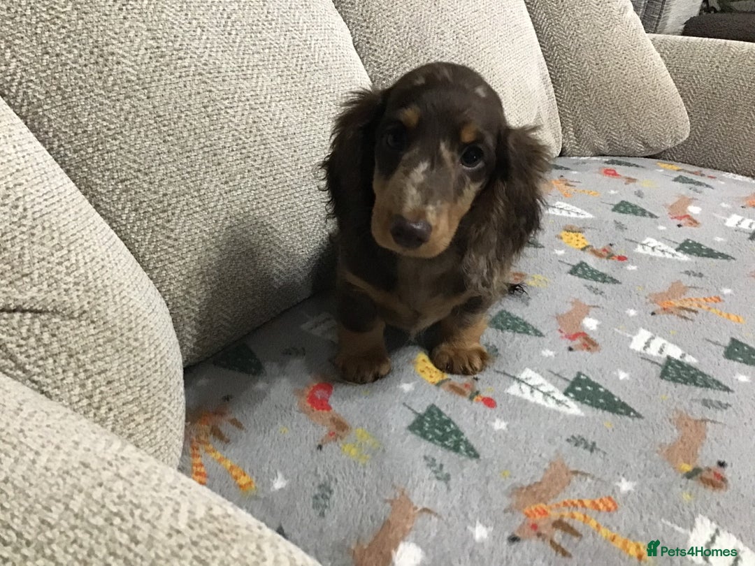 Miniature Dachshund dogs for sale: Mini Daxies true to type - Advert 1