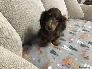 Miniature Dachshund dogs Mini Daxies true to type - Advert 3