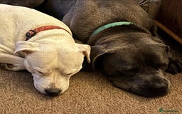 Mixed Breed dogs for sale: American bull staffy cross cane corso - Image 1