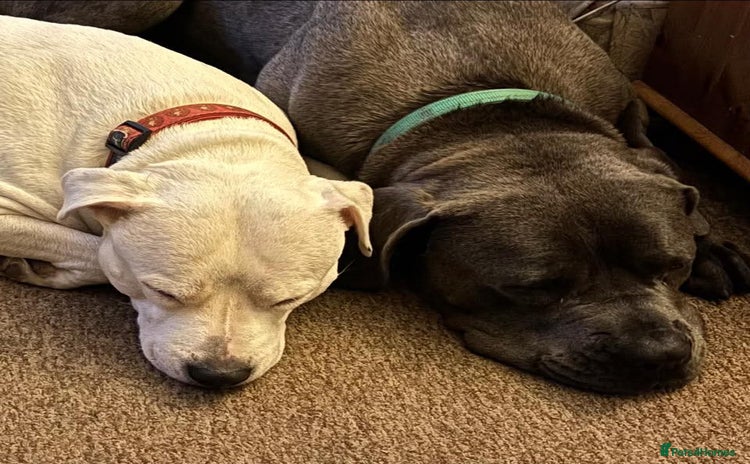 Mixed Breed dogs - Advert 6