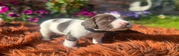 English Springer Spaniel dogs for sale: Springer Spaniel Puppies in Shrewsbury - Advert 7