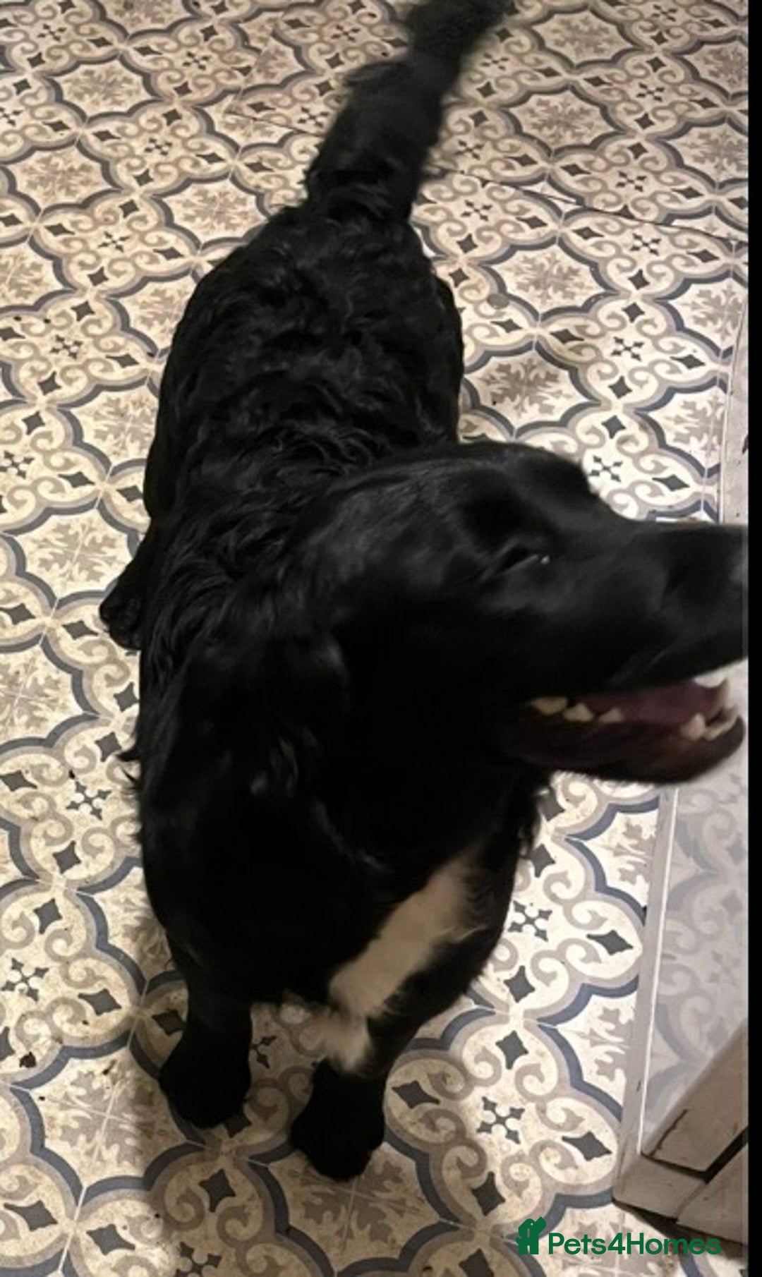 Mixed Breed dogs for sale: Golden cocker - Advert 4