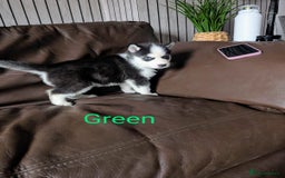 Siberian Husky dogs for sale: Beautiful Siberian husky puppies - Image 9
