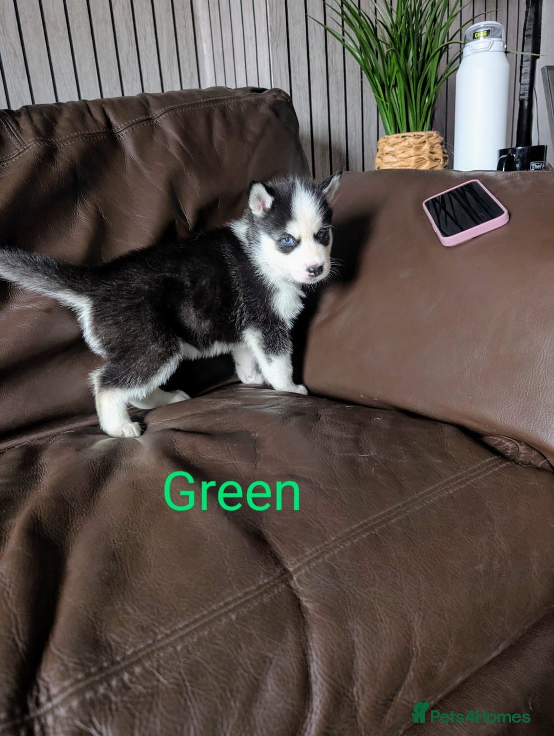 Siberian Husky dogs for sale: Beautiful Siberian husky puppies - Image 9